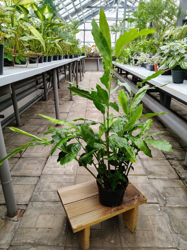 Кардамон настоящий или элеттарию кардамомум (Elettaria cardamomum)