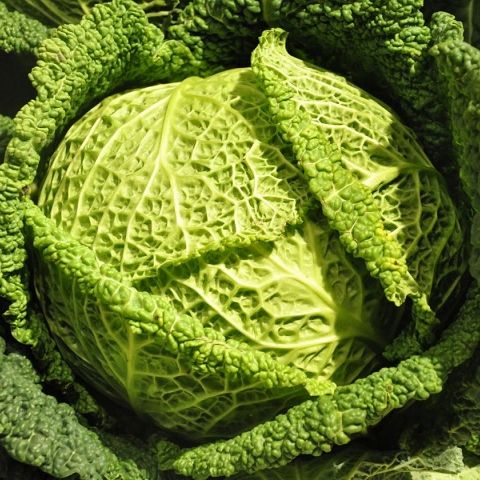 Капуста савойская Золотая ранняя, 5г семян
