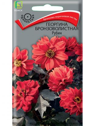 Семена Цветы, Георгина бронзоволистная, Рубин, 10 шт, цветная упаковка, Поиск
