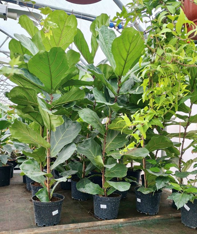 Фикус Лирата 'Little Fiddle'