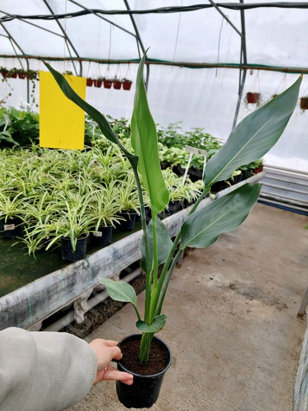 Стрелиция Николая