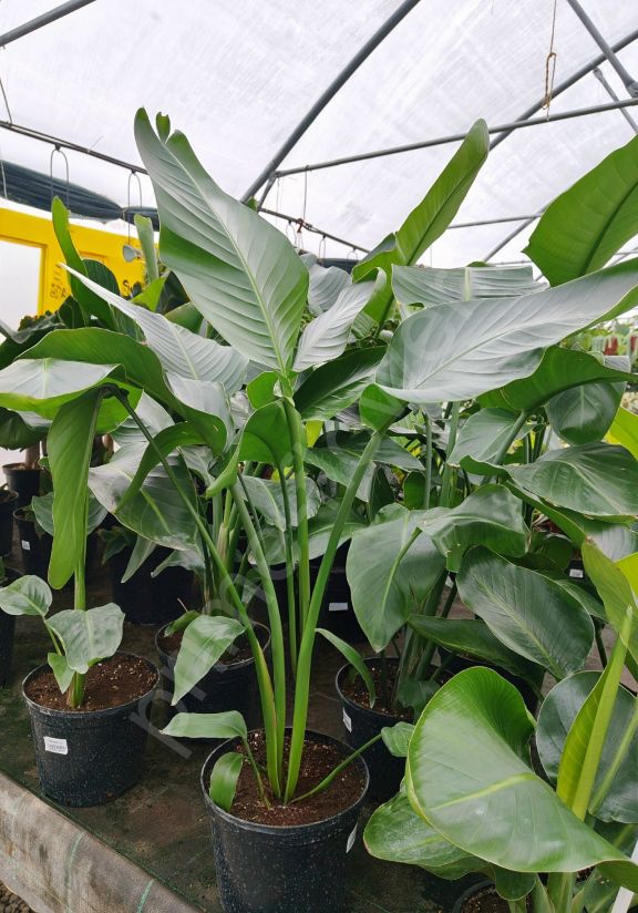 Стрелиция Николая