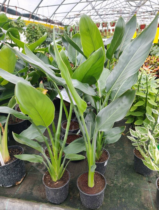 Стрелиция Николая