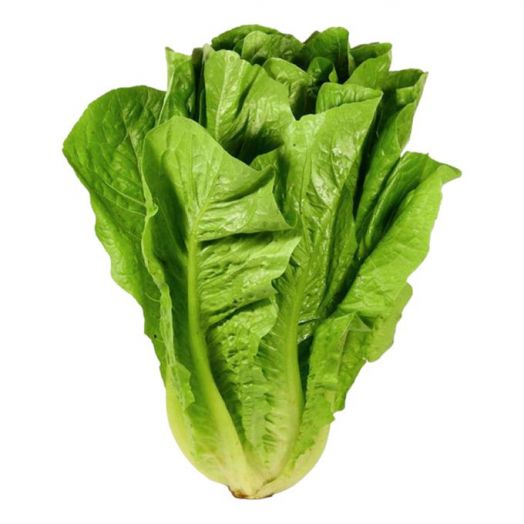 Салат Романо зелёный, 5г семян