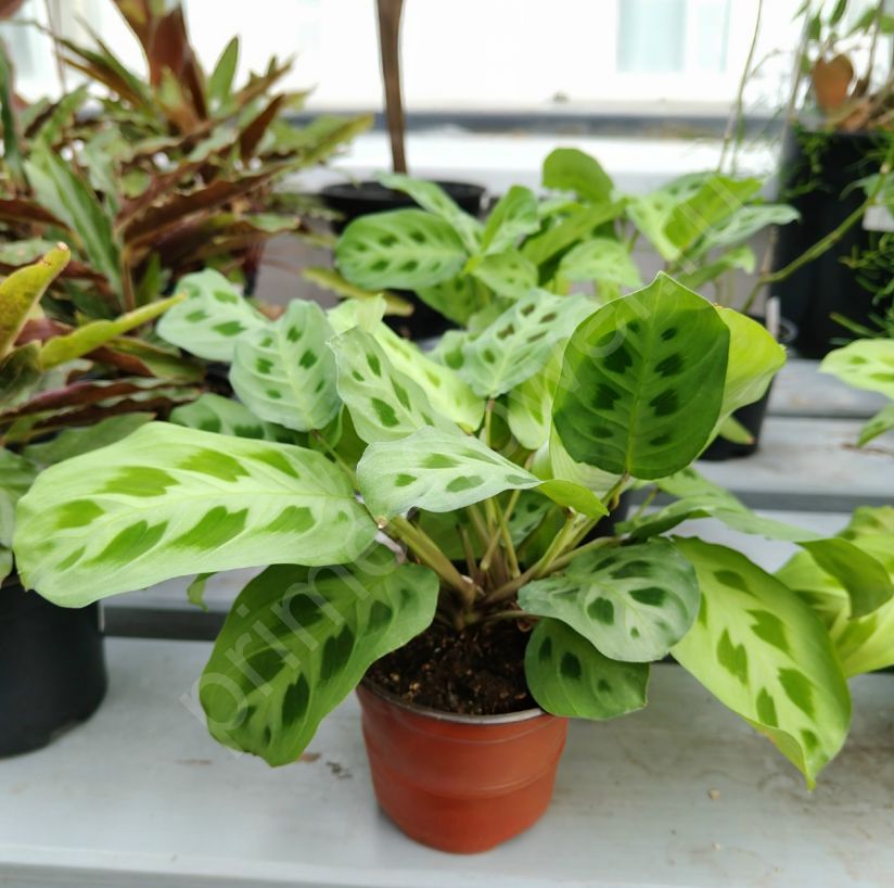 Маранта Керховена