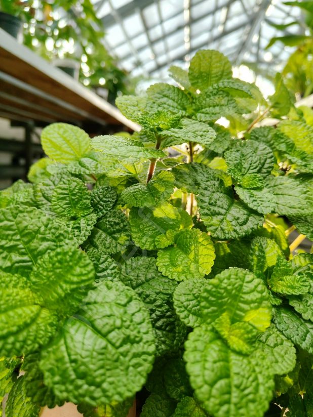 Пилея монетолистная