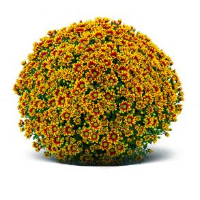 Хризантема мультифлора Ciotat Red Gold - 12штук (миниопт)