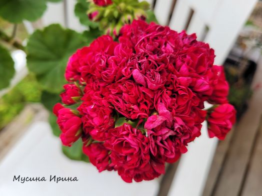 Шёлк Ежевика