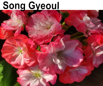 Пеларгония розебудная .Song Gyeoul (корейская селекция)  НОВИНКА КАТАЛОГА