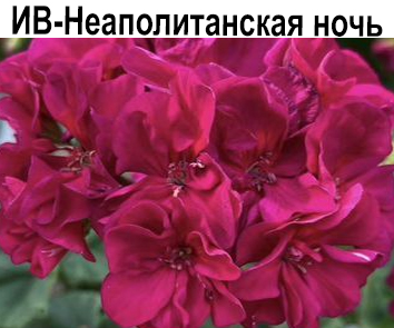 Пеларгония розебудная ИВ-Неаполитанская Ночь  НОВИНКА КАТАЛОГА