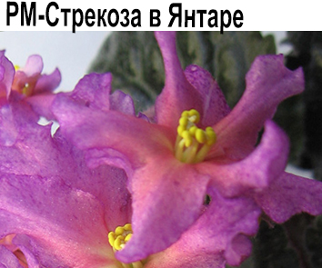 РМ-Стрекоза в Янтаре (Скорнякова)  НОВИНКА