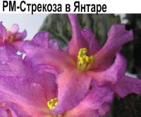 РМ-Стрекоза в Янтаре (Скорнякова)  НОВИНКА