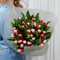 Тюльпаны красно-белые 35шт