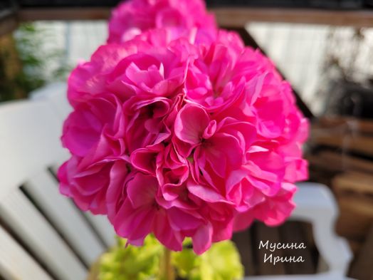 Шёлк Златовласка