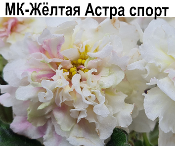 МК-Желтая Астра (Карпова) спорт