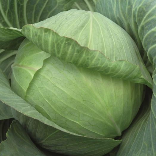 Капуста белокочанная Парадокс F1, 100шт семян