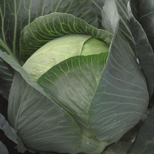 Капуста белокочанная Бруно F1, 100шт семян
