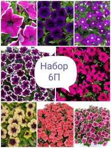 Набор 6П (петуния)