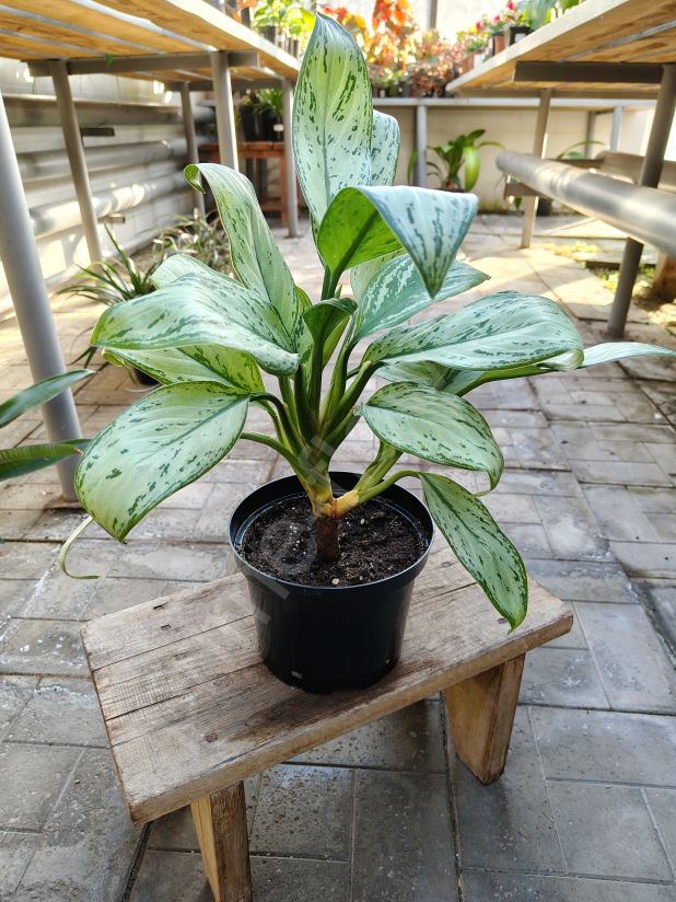 Аглаонема Мария-Кристина