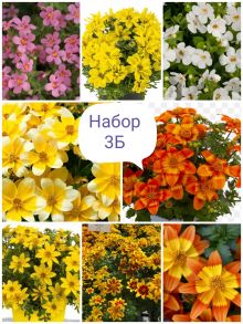 Набор 3Б (биденс+бакопа)