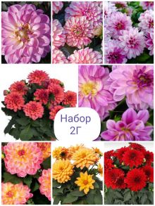 Набор 2Г (георгины)