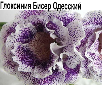 Глоксиния Бисер Одесский