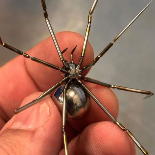 Интерьерная фигурка паук Каракурт купить на Арт-объекты.ру