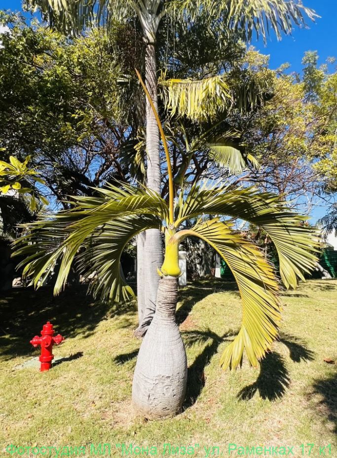 Отель, номер и территория отеля Лас Америкас