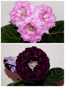 ЕН-Розовый Фионит/ЕН-Царство Морфея