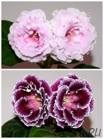 ЕН-Перламутровый Рассвет/ЕН-Шоколадный Барс