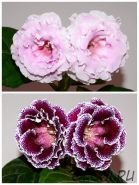 ЕН-Перламутровый Рассвет/ЕН-Шоколадный Барс