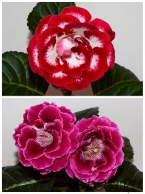 ЕН-Моя Богиня/ЕН-Таинственный Сад