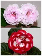 ЕН-Перламутровый Рассвет/ЕН-Моя Богиня