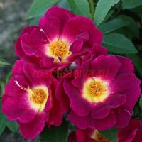 Вег дер Зинн (Weg der Sinne)