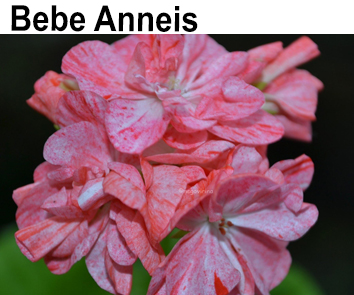 Пеларгония пестролистная мини Bebe Anneis  НОВИНКА КАТАЛОГА