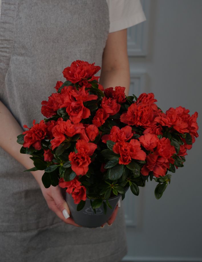 Азалия Индика Микс Д14/32