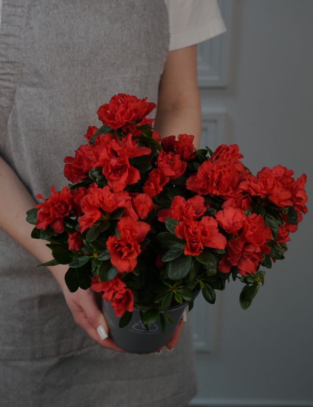 Азалия Индика Микс Д14/32