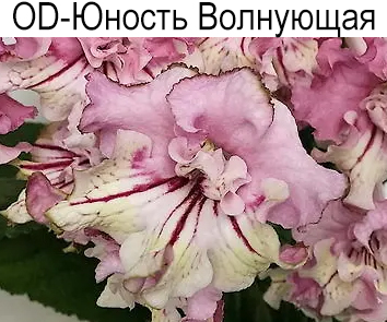 OD-Юность Волнующая (Н. Стоянов) НОВИНКА