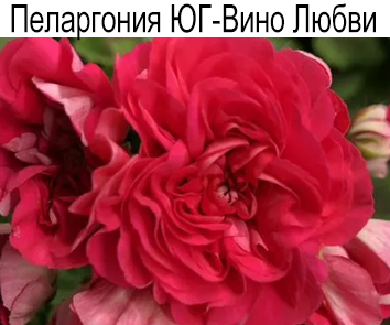 Пеларгония розебудная ЮГ-Вино Любви