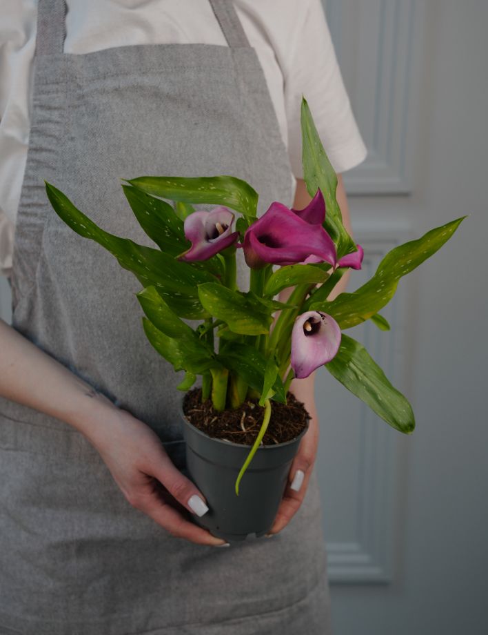 Калла микс Д-12/40