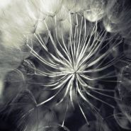 DIESPNEA - Pneuma DIGIPAK