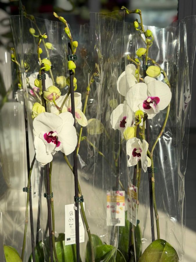 Орхидея Фаленопсис из Голландии