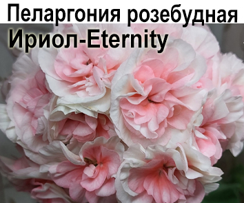Пеларгония розебудная Ириол-Eternity  НОВИНКА КАТАЛОГА