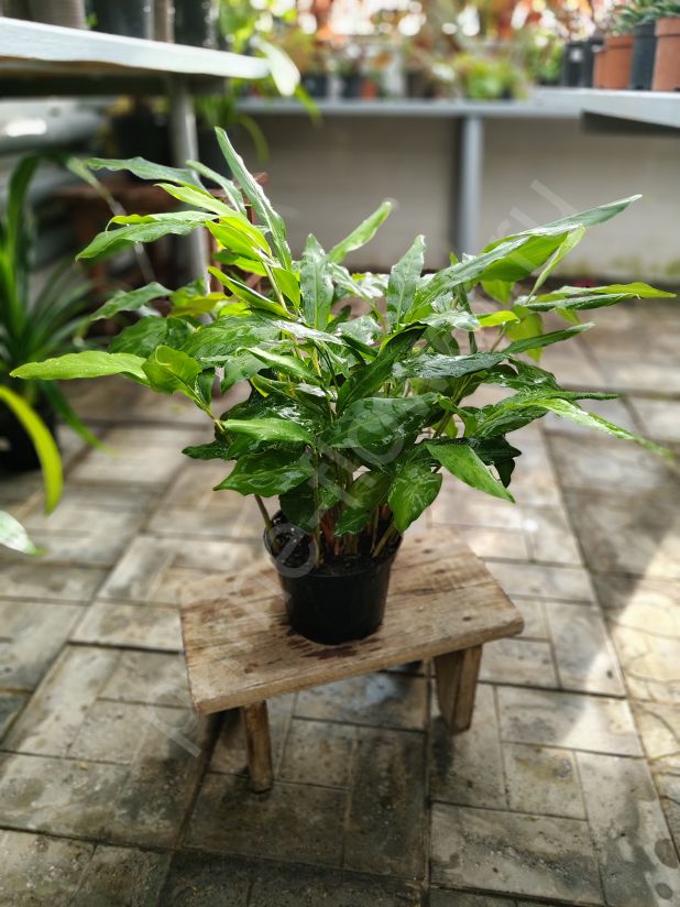 Кардамон настоящий или элеттарию кардамомум (Elettaria cardamomum)