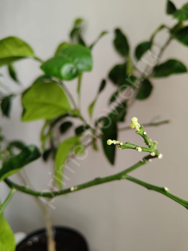 Грепфрут цветущий (Привит на лайм)