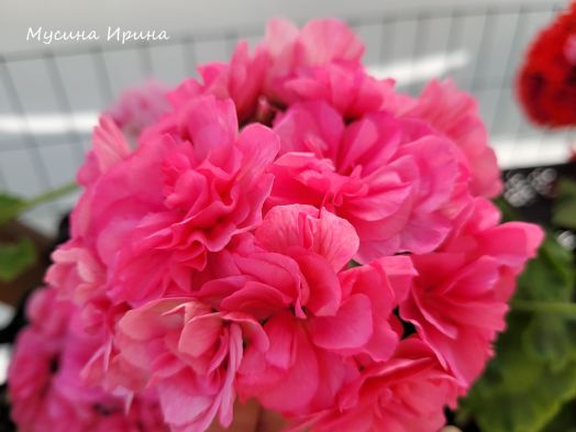 Шёлк Винтаж