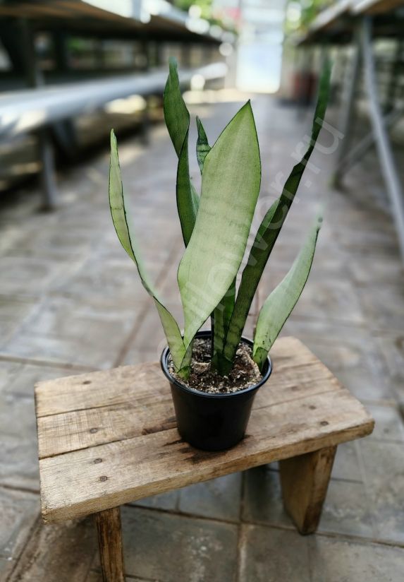 Сансевиерия Муншайн (Moonshine)