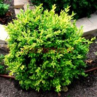 Самшит вечнозеленый «Clone chateau»