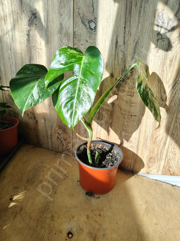 Монстера Альба (Вариегатная)