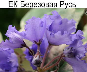 ЕК-Березовая Русь (Коршунова)